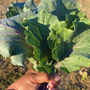 Nancy Malone Wheat Purple Collard Seeds