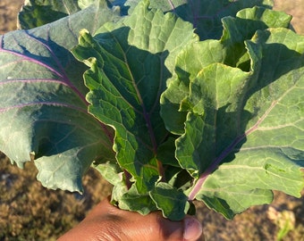 Nancy Malone Wheat Purple Collard Seeds