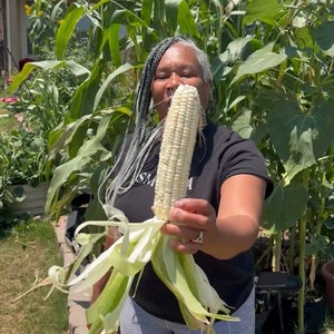 Truckers Favorite White Dent Corn Seeds