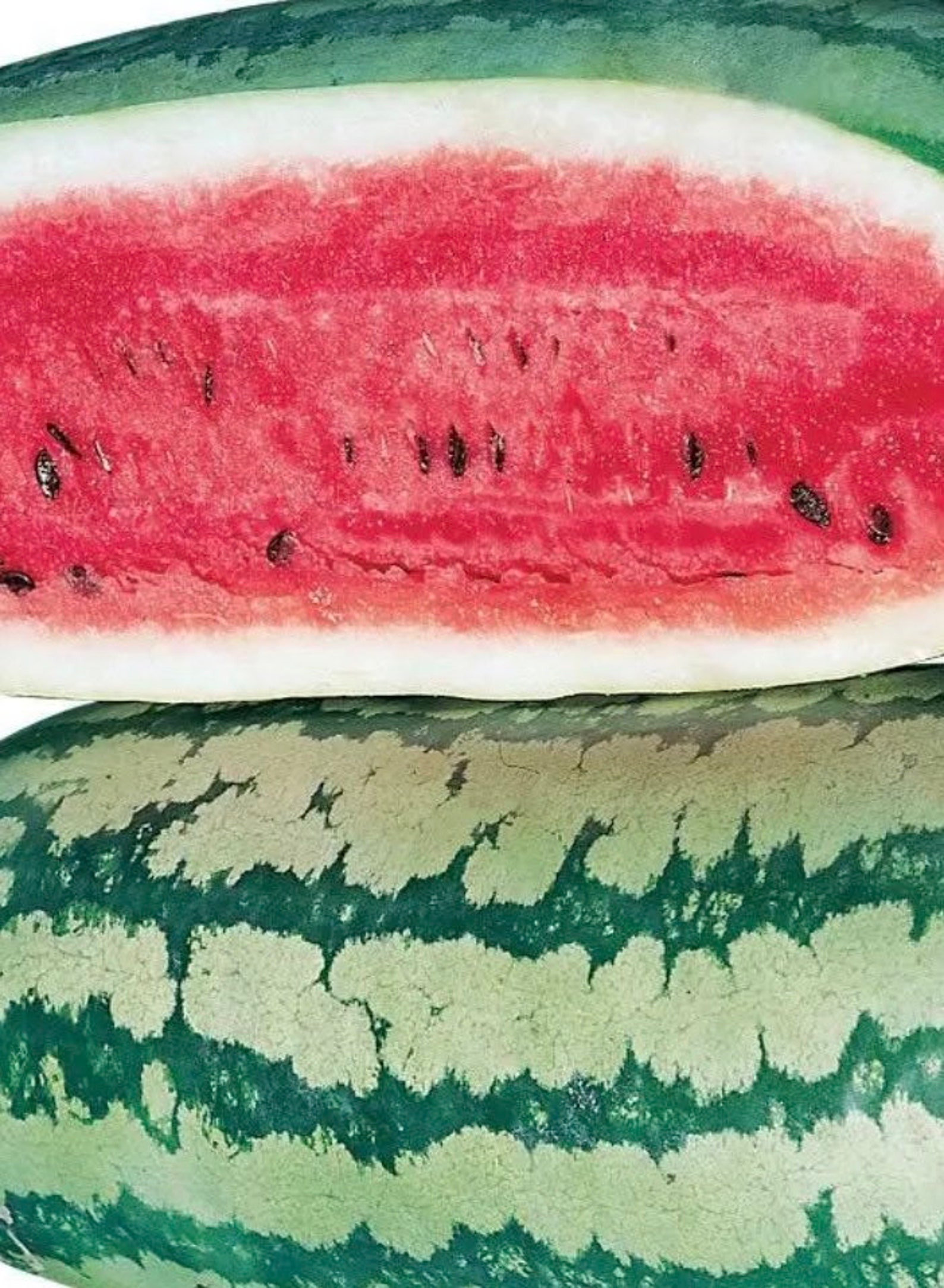 Rattlesnake Watermelon Seeds Heirloom Etsy