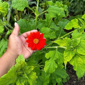 Mexican Sunflower Seeds (Tithonia)