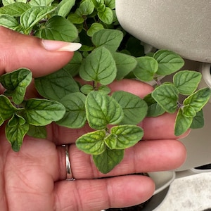 Oregano Seeds