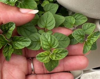 Oregano Seeds