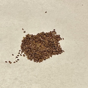 May include: A collection of small, brown seeds, possibly for planting, scattered on a light-coloured surface. The seeds are clustered together, with a few individual seeds spread around the edges.