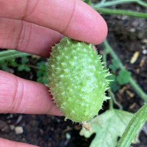 West Indian Gherkin Cucumber Seeds