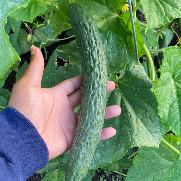 Suyo Long Cucumber Seeds