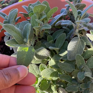 Sage Seeds