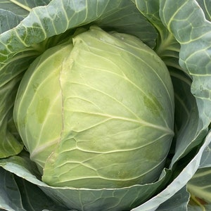 All Season Cabbage Seeds