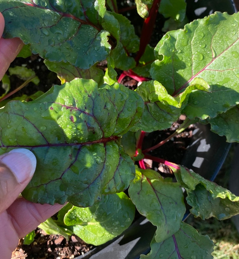 Beet Early Wonder Tall Top Etsy