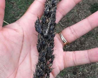 Black Amber Cane  Sorghum Seeds