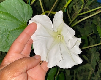 Morning Glory Moonflower Seeds - Night Blooming, White