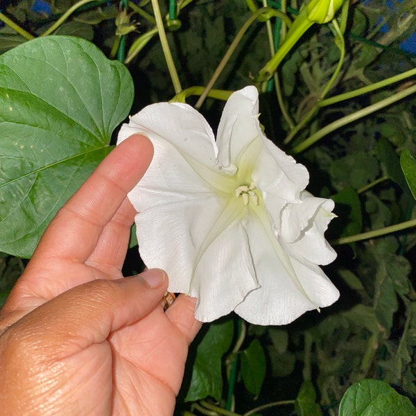 Morning Glory Moonflower Seeds - Night Blooming, White