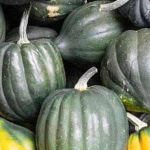 May include: A close-up of a group of dark green acorn squash. The squash are arranged in a pile, with some of them overlapping.