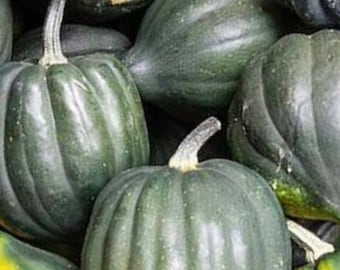 May include: A close-up of a group of dark green acorn squash. The squash are arranged in a pile, with some of them overlapping.
