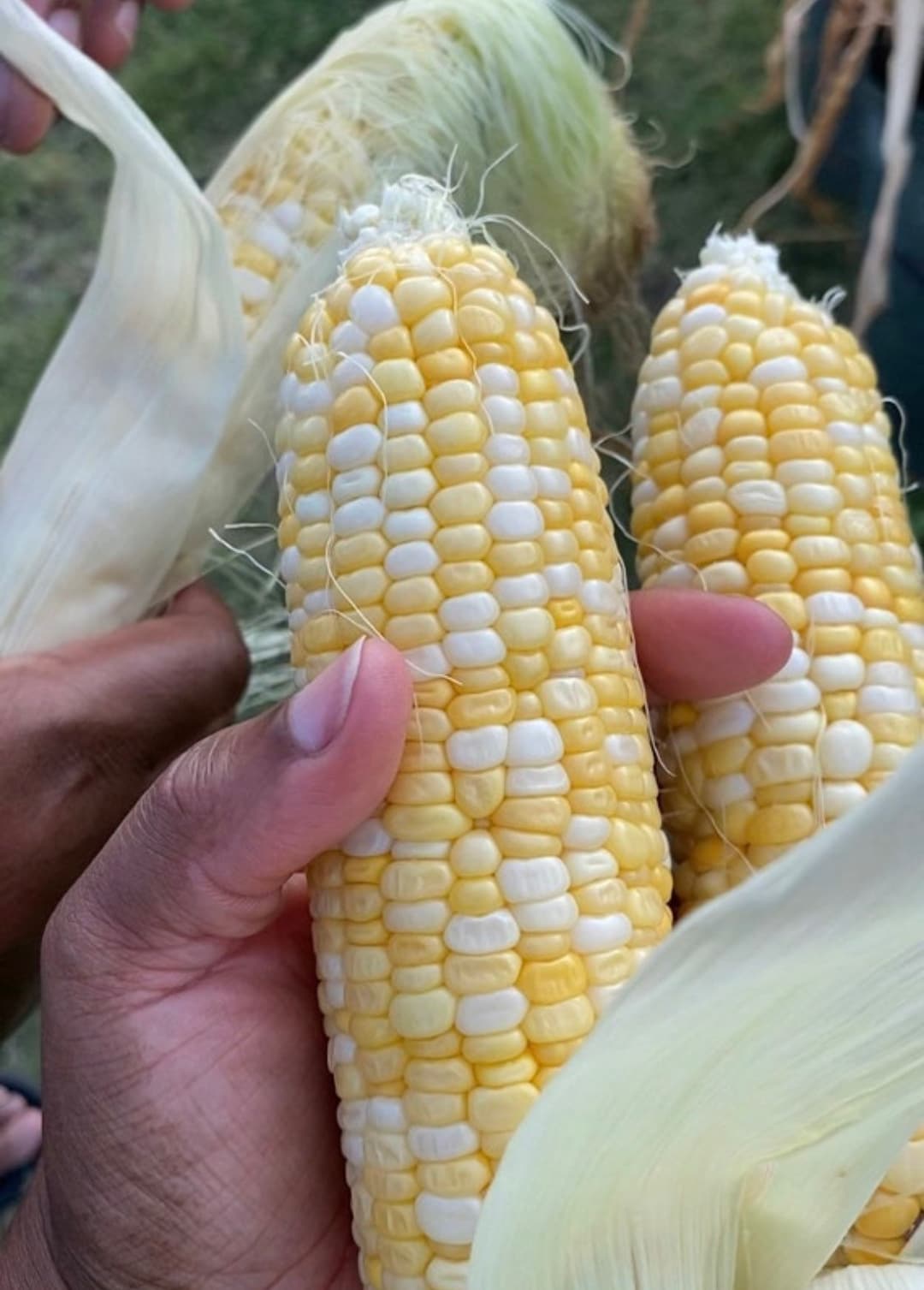 Honey & Cream, (F1) Corn Seed | Urban Farmer