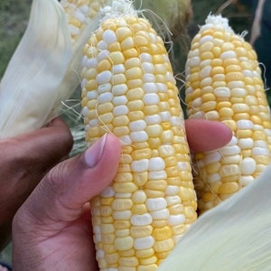 May include: Two ears of corn with white and yellow kernels, partially shucked, showing the kernels. The corn is held in a hand.