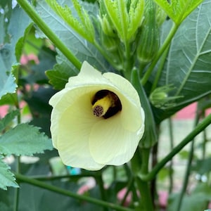 Louisiana Green Velvet Okra Seeds