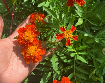 May include: A close-up of a hand holding orange marigold flowers with green leaves in the background.