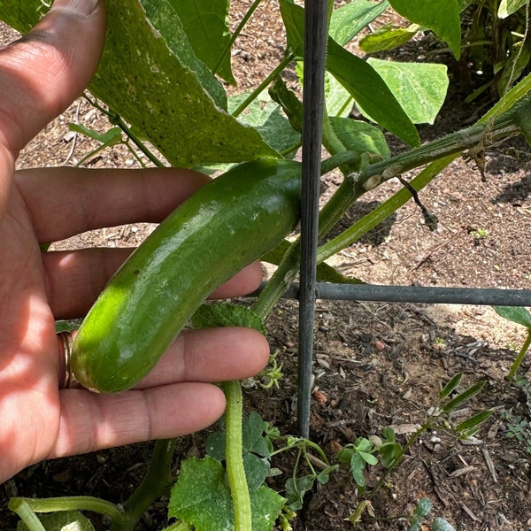 Mini Cucumber Seeds