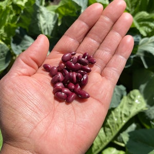 Small Red Chili Bean Seeds