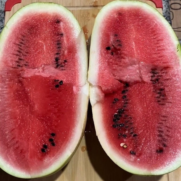 Sangria Hybrid Watermelon Seeds