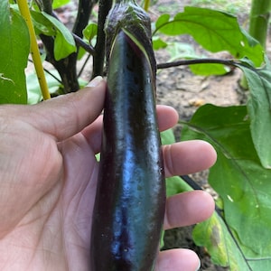 Early Long Purple Eggplant Seeds