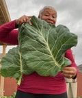 Georgia Southern Collard Seeds