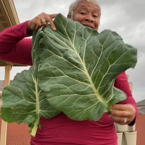Georgia Southern Collard Seeds