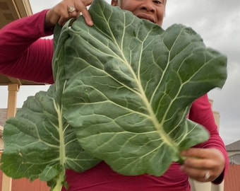 Georgia Southern Collard Seeds