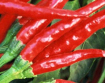 Thai Hot Pepper Seeds