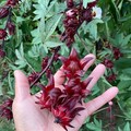 Roselle Hibiscus Seeds - Sabdariffa