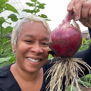 Red Grano Short Day Onion Seeds - Heirloom