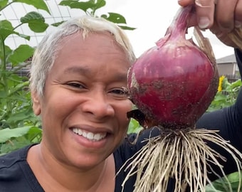 Red Grano Short Day Onion Seeds - Heirloom