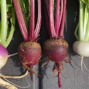 Detroit Dark Red Beet Heirloom Seeds