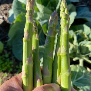 Asparagus Seeds