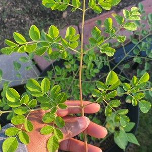 Moringa Seeds