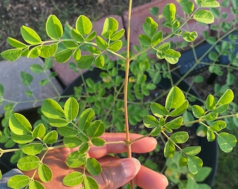 May include: A close-up of a green moringa plant branch with leaves. A hand is holding the branch.