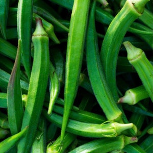 Heirloom Cowhorn Okra Seeds