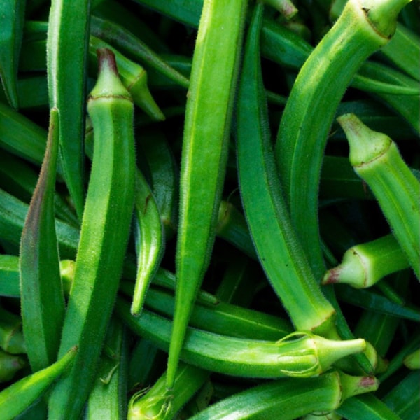 Heirloom Cowhorn Okra Seeds