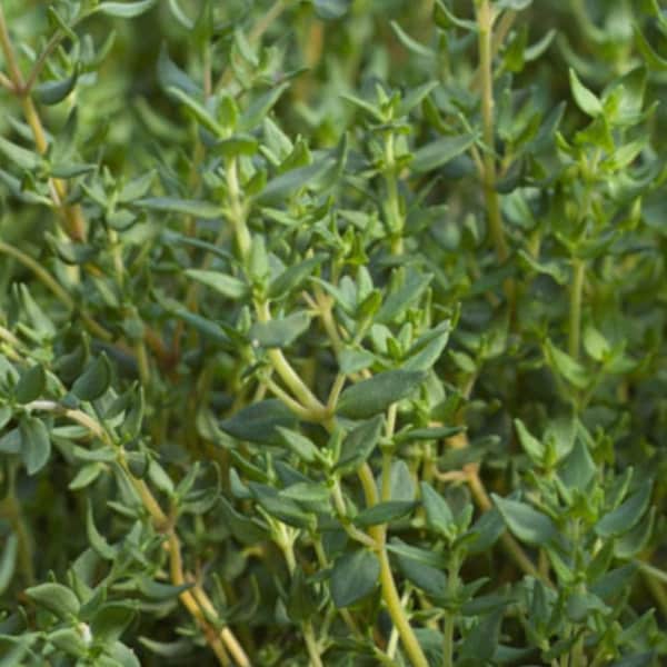 Wooly Thyme Seeds Etsy