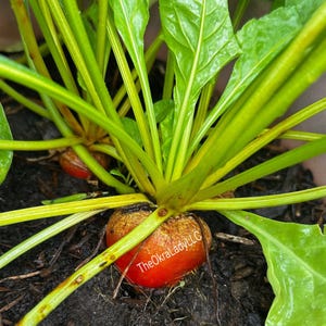 Detroit Golden Beet Seeds