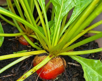Detroit Golden Beet Seeds