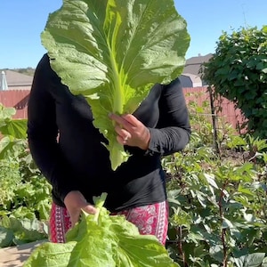 Puede incluir: Una persona est&aacute; sosteniendo una verdura verde de hoja grande frente a su cara. La verdura es tan grande que le cubre toda la cara. La persona lleva una camisa negra y pantalones rojos. El fondo es un jard&iacute;n con plantas verdes.