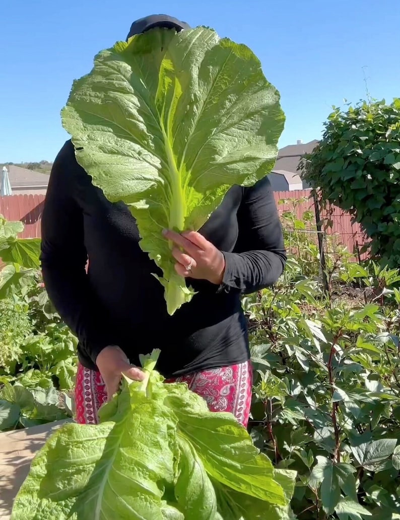 Puede incluir: Una persona est&aacute; sosteniendo una verdura verde de hoja grande frente a su cara. La verdura es tan grande que le cubre toda la cara. La persona lleva una camisa negra y pantalones rojos. El fondo es un jard&iacute;n con plantas verdes.