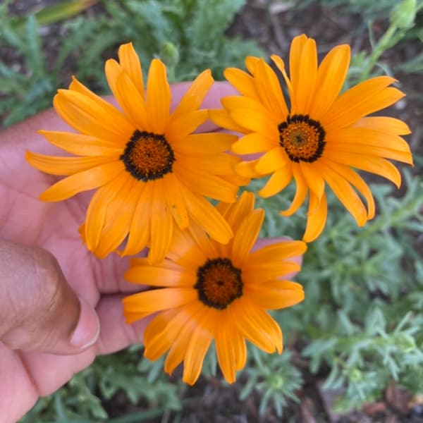 African Daisy Flower Seeds