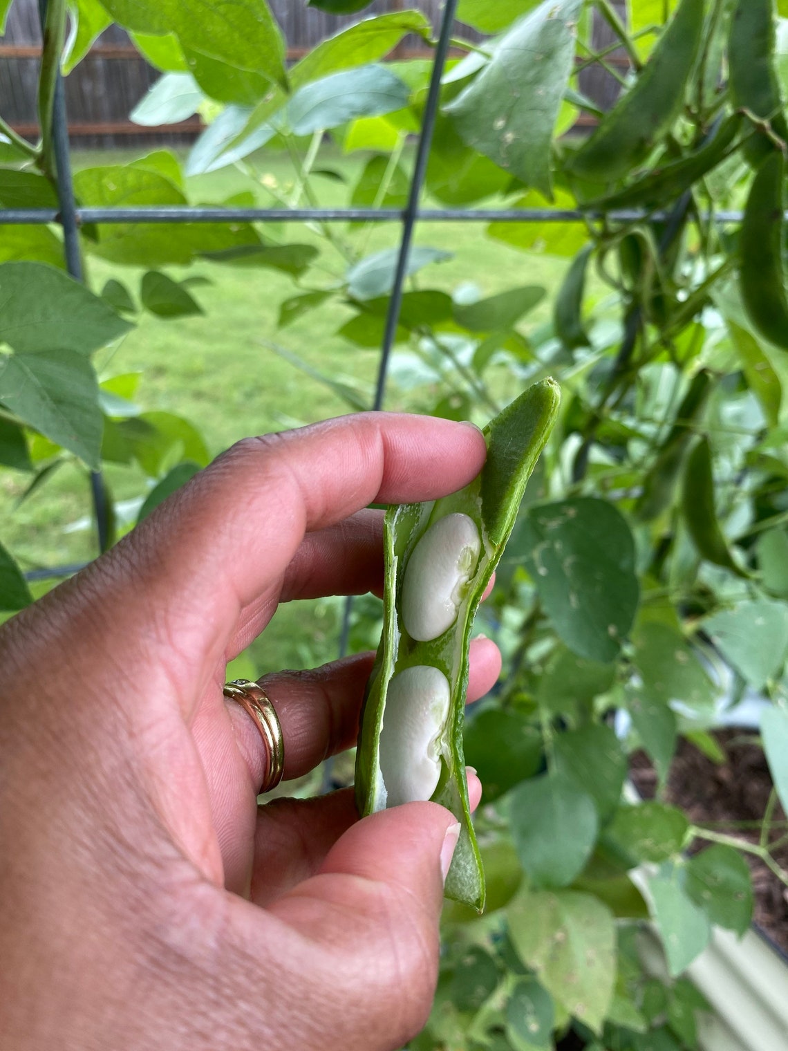 King of the Garden Lima Bean Seeds pole Etsy