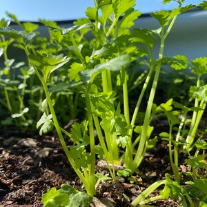 May include: Close-up of a patch of green cilantro plants growing in rich brown soil. The plants are in various stages of growth, with some taller than others. The leaves are bright green and the stems are light green.