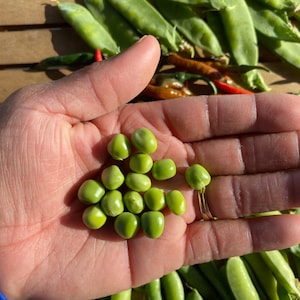 Early Pea Seeds