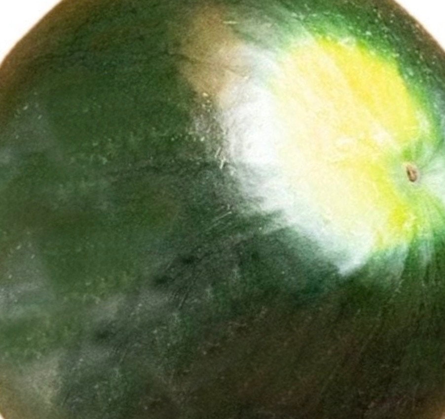 Black Diamond Yellow Belly Watermelon Heirloom Seeds