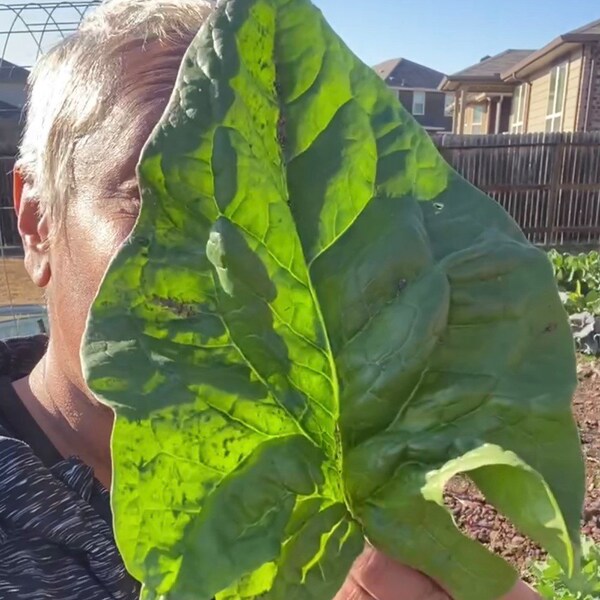 Giant Noble Spinach Seeds